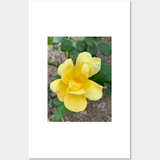 Yellow rose Posters and Art